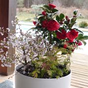 Spring container 'Spring Red Cherry'